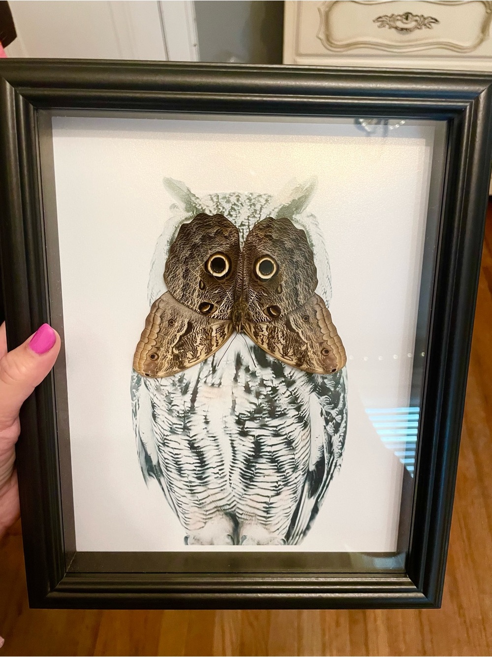 Framed Owl Art Print with REAL Moth Overlay